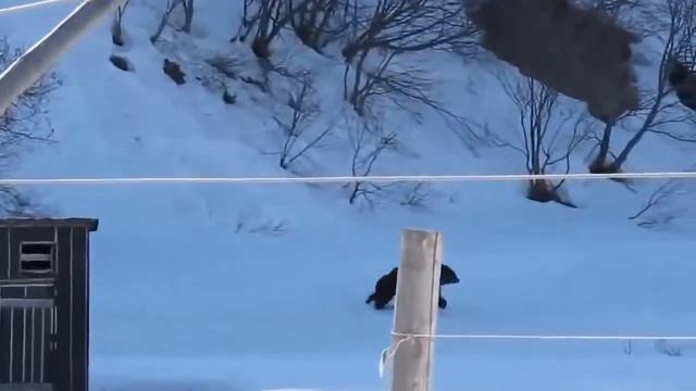 Русская бабка Прогнала медведей Медведицу и медвежонка Какой сегодня праздник 47 смотреть онлайн