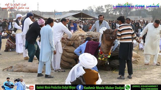 Raja Akram Pappo of Bhet | wazan 33 mann 20 kg | camel weightlifting Baragowah 2024 смотреть онлайн