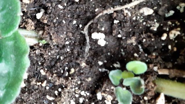African violet leaf propagation. Yay! new plants. смотреть онлайн