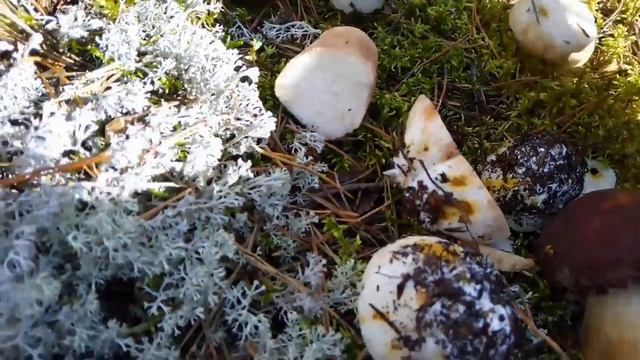 БОРОВИКИ пошли на белых мхах / Белые грибы / Карелия / Сбор грибов смотреть онлайн