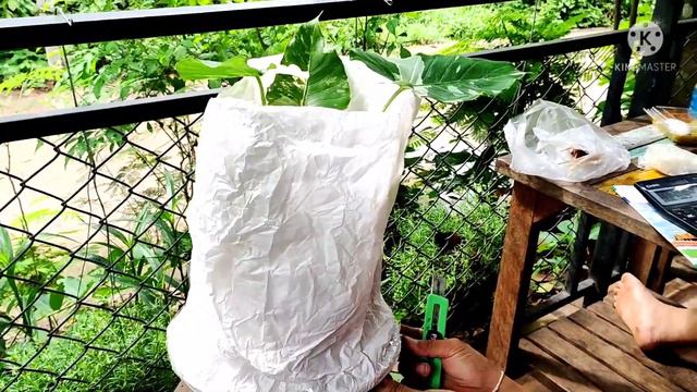Alocasia Okinawa Silver โอกินาว่าราคา30000บาท🤭🤭 смотреть онлайн