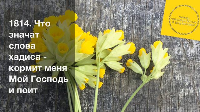 Что значат слова хадиса - кормит меня Мой Господь и поит / Шарх Булуг иль-марам смотреть онлайн