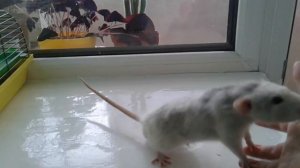 Говорящая крыса