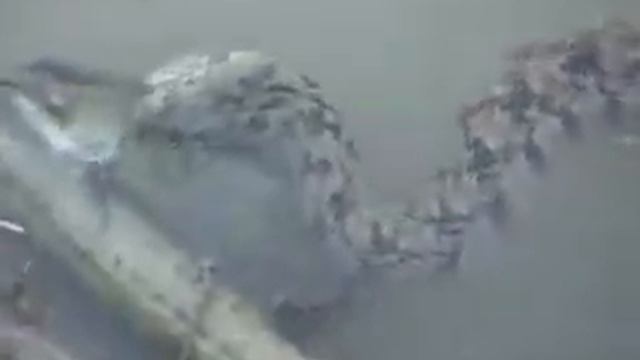 Snake Eats Catfish смотреть онлайн