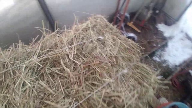 Храним зимой сено в парнике / в теплице. Всегда осматриваю тюки с сеном смотреть онлайн