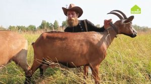 Как выбрать молочную козу / Советы и хитрости животноводам / Разводим коз