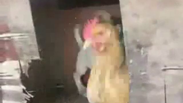 Пока петуха нет рядом смотреть онлайн