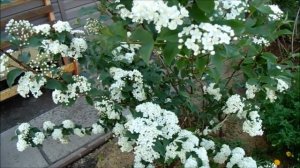 ДЕЙЦИЯ В СИБИРИ