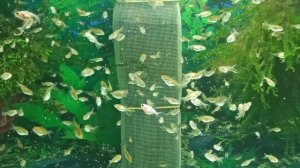 Как вырастить малька золотой рыбки? Чем кормить? Как я поднимаю малька.#золотыерыбки