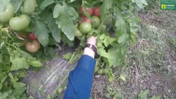 ПРИСТЕГНИТЕСЬ!!!))) Индетерминантный РОЗОВЫЙ ТОМАТ ПИНК МАРГАРИ F1. Часть №5