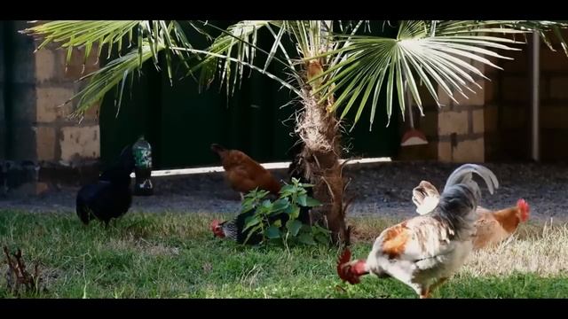 Mix Of Azerbaijan Cooking Vlogs With Grandma Rose And Villagers