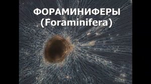 10 УДИВИТЕЛЬНЫХ КЛЕТОК