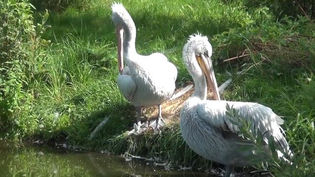 Кудрявые пеликаны (Ярославский зоопарк) смотреть онлайн