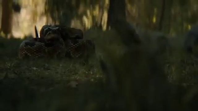 Хищник против Змей | Хищник 5: Добыча (2022) 4K смотреть онлайн