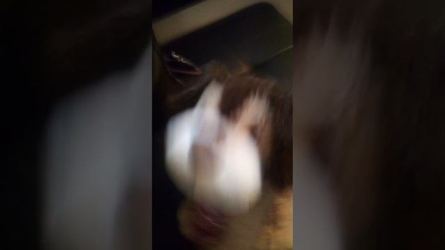 Little. you cost buy this little dog.🐶🌈 смотреть онлайн