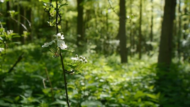 Nature sounds Meditation forest sounds of birds singing relaxation - 4 minutes смотреть онлайн
