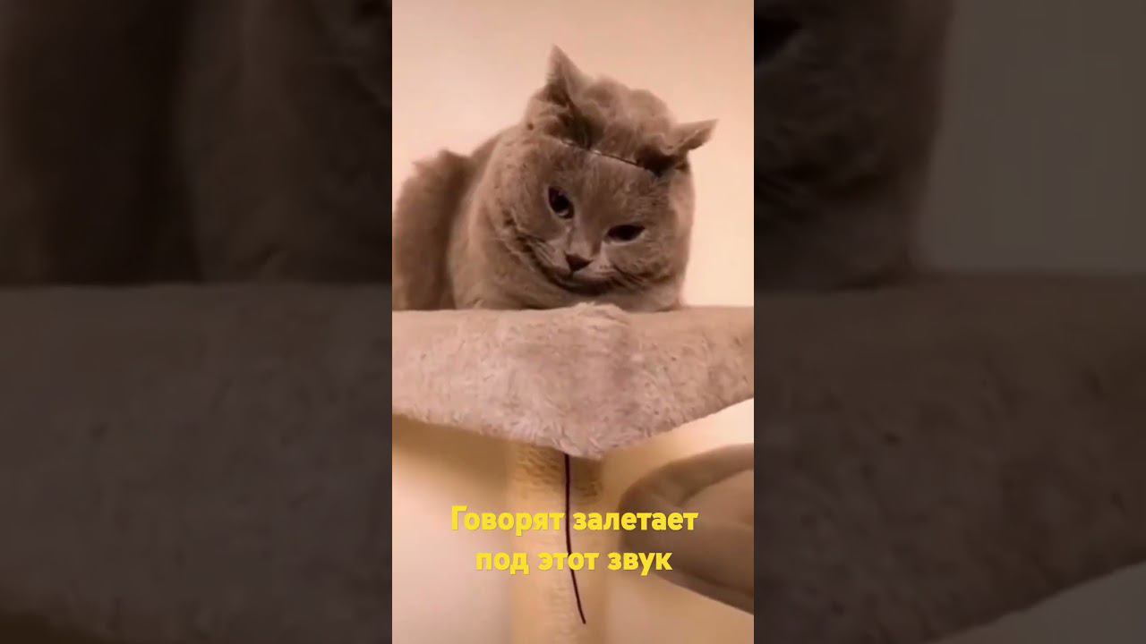 залетает гоаорят #реки #глобальныерекомендации #врекзаюш #врек #смешно #коты #ржака #врекипж #вреки смотреть онлайн