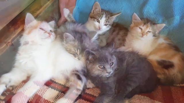 Котят подбросили бабушке! Крохам срочно нужен дом! смотреть онлайн