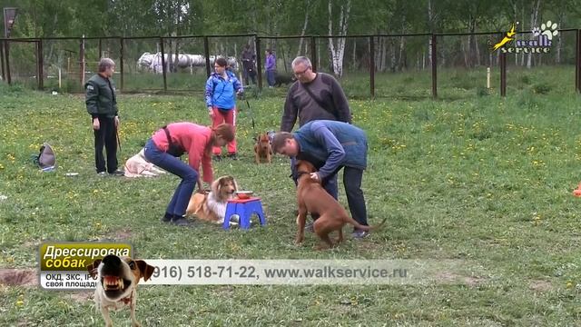 Превентивная работа по торможению внутривидовой агрессии собак в группе щенков на площадке смотреть онлайн