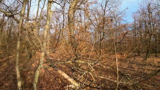 Zbor DJI Avata - first flight - forest flight смотреть онлайн