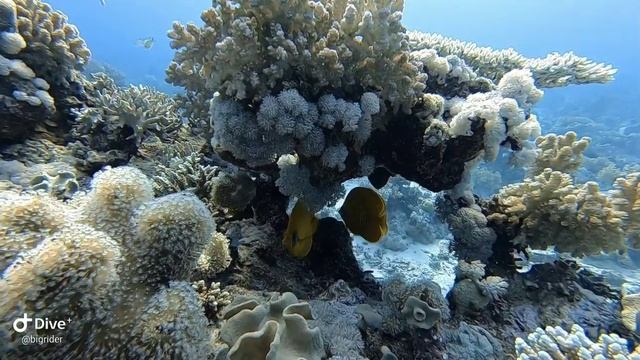 Пятый день, первый дайв. Коралловое дерево. смотреть онлайн