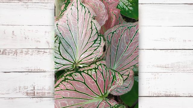 Caladium 'Thai Beauty'