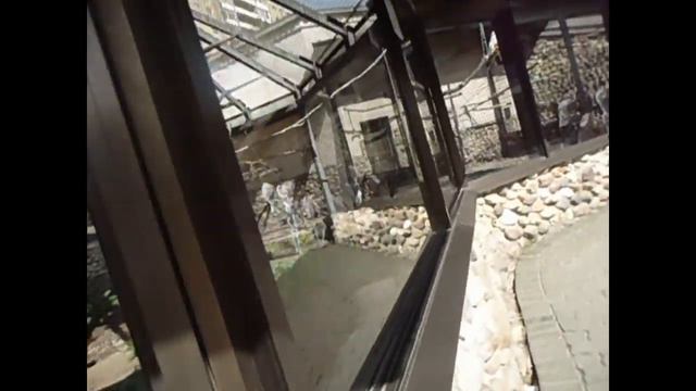 Московский зоопарк 2019 . смотреть онлайн