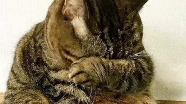Кот, лежащий с носом, спрятанным в лапы, плакал не переставая. смотреть онлайн