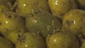 Подготовка семенного картофеля к посадке. Обработка марганцем, чесноком и золой.