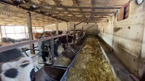 Откорм бычков. Кормушки.