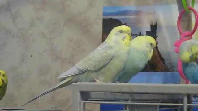 Самцы кормят самочек. смотреть онлайн