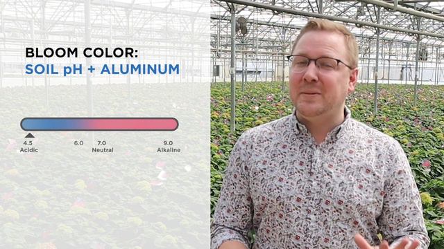 Hydrangea Soil Science смотреть онлайн