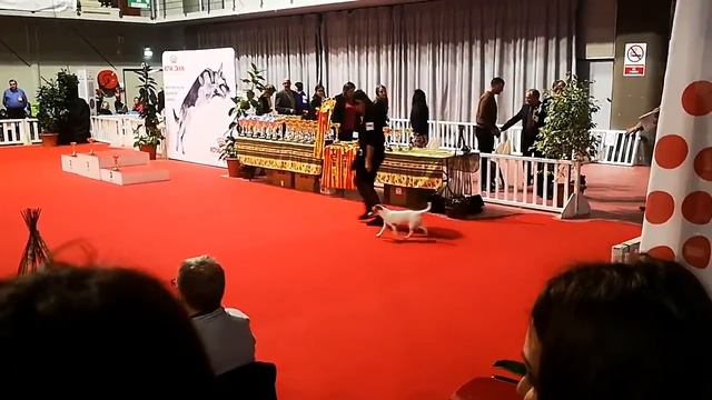 CACIB Martigues 24.11.2019