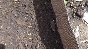 КАК ВЫРАСТИТЬ ЖЕНЬШЕНЬ ДОМА.Подготовка грядки.