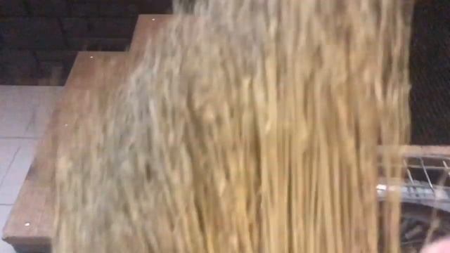 Скрытая камера ? для французских бульдогов смотреть онлайн