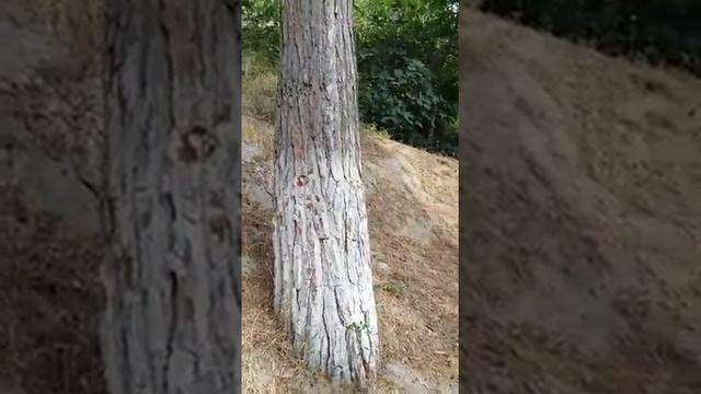 Белочка на сосне смотреть онлайн