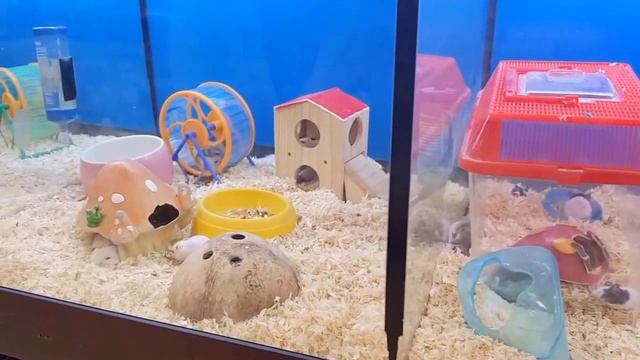 Отношение к морским и другим животным в Корее смотреть онлайн