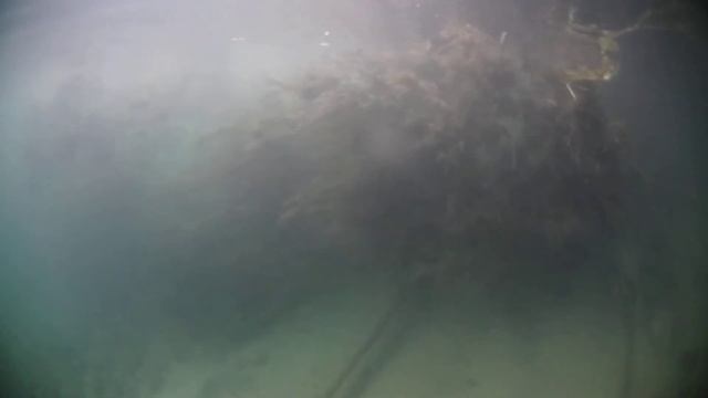 Подводная охота 2020 в Швейцарии с видеокамерой. Aare. Switzerland. Wels. смотреть онлайн