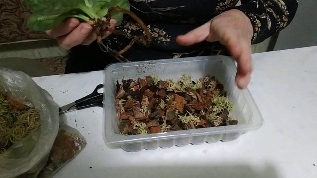 Пересадка Венериного башмачка смотреть онлайн