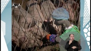 По секрету всему свету. Поросята (сурдоперевод)