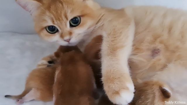 ? Golden British Shorthair cat and her incredibly beautiful babies смотреть онлайн