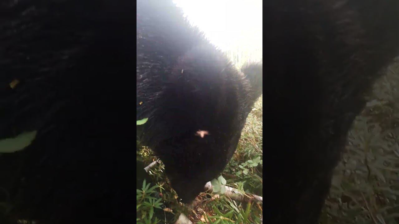 Медведи и дела насущные. #bear смотреть онлайн