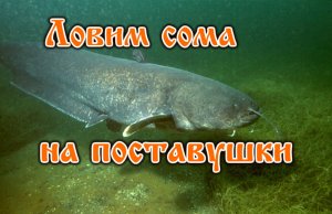 Ловля сома на поставуши.mp4