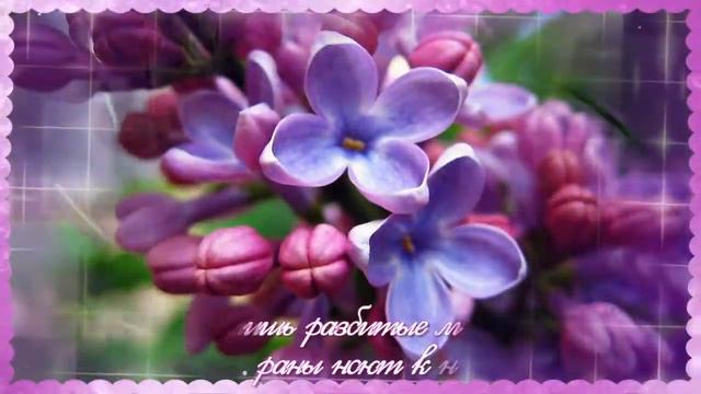 РАСЦВЕЛА ДУШИСТАЯ СИРЕНЬ смотреть онлайн