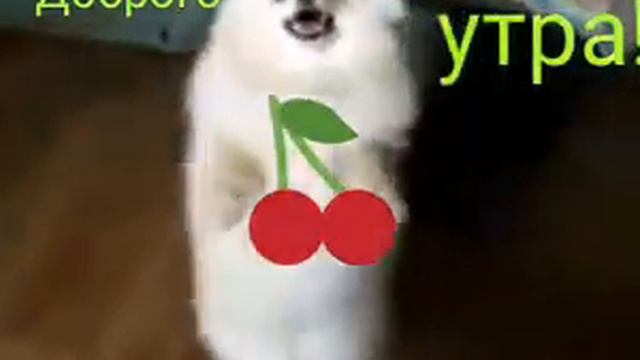 Мышыктар алдыда смотреть онлайн