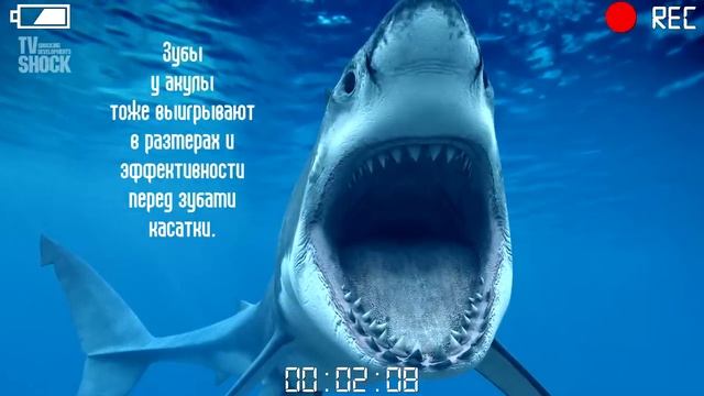 БЕЛАЯ АКУЛА VS КАСАТКА смотреть онлайн