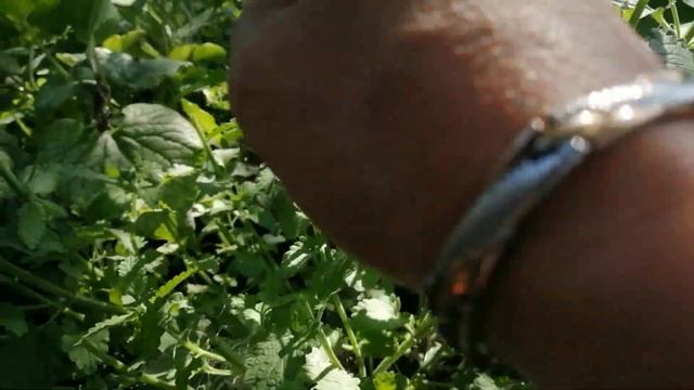 Как постричь РАСТЕНИЕ ШАРИКОМ смотреть онлайн