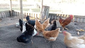 Можно ли кормить кур варёным картофелем. Температура и влажность в курятнике. Вентиляция у кур.