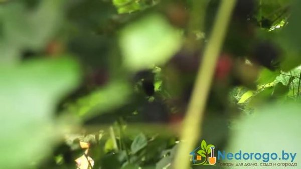 Как использовать универсальное осеннее удобрение Florovit