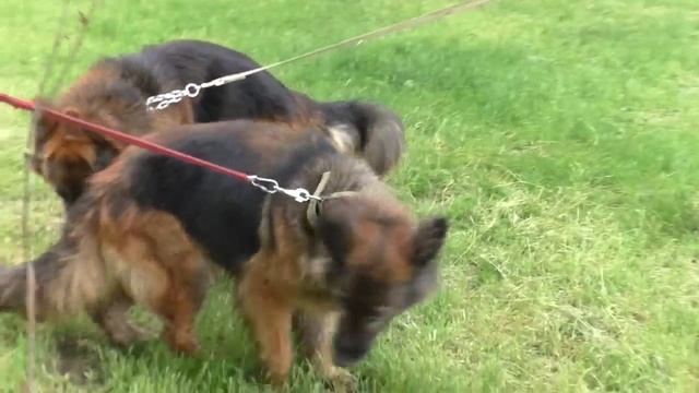 Ждём Щенков длинношерстной Немецкой овчарки от Арни и Дольфа. Long-haired German Shepherds. смотреть онлайн